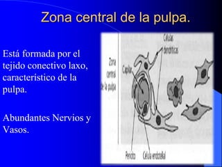 Zona central de la pulpa.
Está formada por el
tejido conectivo laxo,
característico de la
pulpa.
Abundantes Nervios y
Vasos.
 