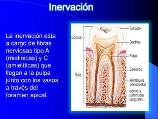 La inervación esta
a cargo de fibras
nerviosas tipo A
(mielinicas) y C
(amielíticas) que
llegan a la pulpa
junto con los vasos
a través del
foramen apical.
 