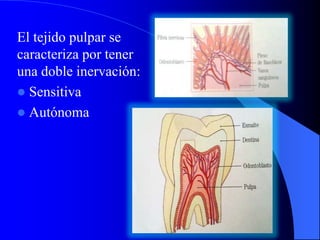 El tejido pulpar se
caracteriza por tener
una doble inervación:
 Sensitiva
 Autónoma
 