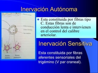 Inervación Autónoma
 Esta constituida por fibras tipo
C. Estas fibras son de
conducción lenta e intervienen
en el control del calibre
arteriolar.
Esta constituida por fibras
aferentes sensoriales del
trigémino (V par craneal).
Inervación Sensitiva
 