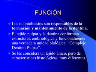 FUNCIÓN
 Los odontoblastos son responsables de la
formación y mantenimiento de la dentina.
 El tejido pulpar y la dentina conforman
estructural, embriológica y funcionalmente
una verdadera unidad biológica “Complejo
Dentino-Pulpar”.
 Se les considera un tejido único, pero de
características histológicas muy diferentes.
 