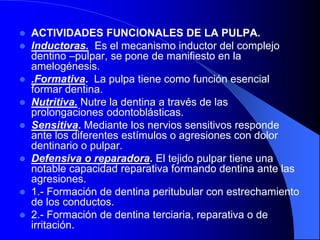  ACTIVIDADES FUNCIONALES DE LA PULPA.
 Inductoras. Es el mecanismo inductor del complejo
dentino –pulpar, se pone de manifiesto en la
amelogénesis.
 .Formativa. La pulpa tiene como función esencial
formar dentina.
 Nutritiva. Nutre la dentina a través de las
prolongaciones odontoblásticas.
 Sensitiva. Mediante los nervios sensitivos responde
ante los diferentes estímulos o agresiones con dolor
dentinario o pulpar.
 Defensiva o reparadora. El tejido pulpar tiene una
notable capacidad reparativa formando dentina ante las
agresiones.
 1.- Formación de dentina peritubular con estrechamiento
de los conductos.
 2.- Formación de dentina terciaria, reparativa o de
irritación.
 