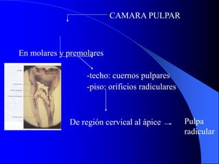 En molares y premolares
-techo: cuernos pulpares
-piso: orificios radiculares
De región cervical al ápice Pulpa
radicular
CAMARA PULPAR
 