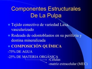 Componentes Estructurales
De La Pulpa
 Tejido conectivo de variedad Laxa,
vascularizado
 Rodeada de odontoblastos en su periferia y
dentina mineralizada
 COMPOSICIÓN QUÍMICA
-75% DE AGUA
-25% DE MATERIA ORGÁNICA
-Células
-matriz extracelular (MEC)
 