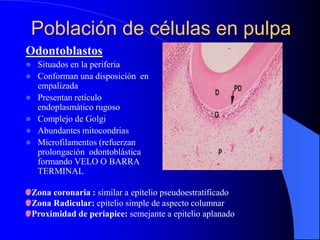 Población de células en pulpa
Odontoblastos
 Situados en la periferia
 Conforman una disposición en
empalizada
 Presentan retículo
endoplasmático rugoso
 Complejo de Golgi
 Abundantes mitocondrias
 Microfilamentos (refuerzan
prolongación odontoblástica
formando VELO O BARRA
TERMINAL
Zona coronaria : similar a epitelio pseudoestratificado
Zona Radicular: epitelio simple de aspecto columnar
Proximidad de periapice: semejante a epitelio aplanado
 
