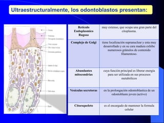 Retículo
Endoplasmico
Rugoso
muy extenso, que ocupa una gran parte del
citoplasma.
Complejo de Golgi tiene localización supranuclear y esta muy
desarrollado y en su cara madura exhibe
numerosos gránulos de contenido
filamentoso.
Abundantes
mitocondrias
cuya función principal es liberar energía
para ser utilizada en sus procesos
metabólicos
Vesículas secretoras en la prolongación odontoblastica de un
odontoblasto joven (activo)
Citoesqueleto es el encargado de mantener la formula
celular
Ultraestructuralmente, los odontoblastos presentan:
 