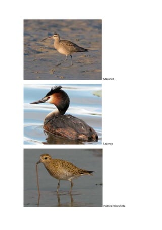 Complejo intermareal umia