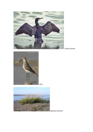 Complejo intermareal umia