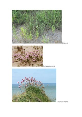 Complejo intermareal umia