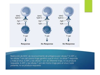 Restricción de MHC de reconocimiento de antígenos por células T Si APC y
las células T son del mismo linaje genético que el virus I, la célula T responde
y mata al virus. Si APC y las células T son de diferente linaje, no se produce
respuesta. Si APC y las células T son del mismo linaje pero el virus 2 está
presente, no se produce respuesta.
 