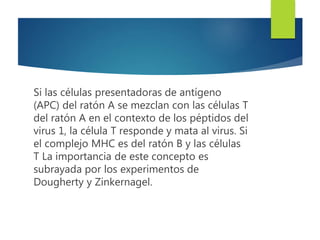 Si las células presentadoras de antígeno
(APC) del ratón A se mezclan con las células T
del ratón A en el contexto de los péptidos del
virus 1, la célula T responde y mata al virus. Si
el complejo MHC es del ratón B y las células
T La importancia de este concepto es
subrayada por los experimentos de
Dougherty y Zinkernagel.
 