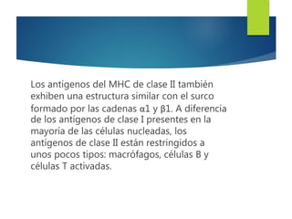Los antígenos del MHC de clase II también
exhiben una estructura similar con el surco
formado por las cadenas α1 y β1. A diferencia
de los antígenos de clase I presentes en la
mayoría de las células nucleadas, los
antígenos de clase II están restringidos a
unos pocos tipos: macrófagos, células B y
células T activadas.
 