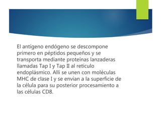 El antígeno endógeno se descompone
primero en péptidos pequeños y se
transporta mediante proteínas lanzaderas
llamadas Tap I y Tap II al retículo
endoplásmico. Allí se unen con moléculas
MHC de clase I y se envían a la superficie de
la célula para su posterior procesamiento a
las células CD8.
 