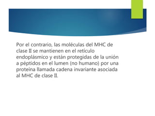 Por el contrario, las moléculas del MHC de
clase II se mantienen en el retículo
endoplásmico y están protegidas de la unión
a péptidos en el lumen (no humano) por una
proteína llamada cadena invariante asociada
al MHC de clase II.
 