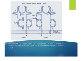 Representación diagramática de los antígenos del MHC clase I y II
con las microglobulinas B2 y las cadenas laterales de carbohidratos
CHO.
 