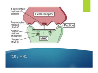 TCR y MHC
 
