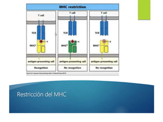Restricción del MHC
 