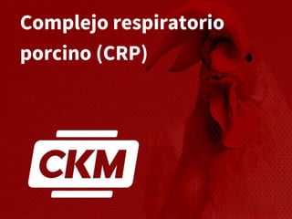 Complejo respiratorio
porcino (CRP)
 