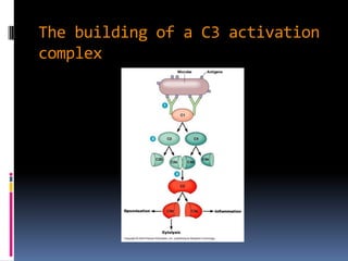 The building of a C3 activation
complex
 