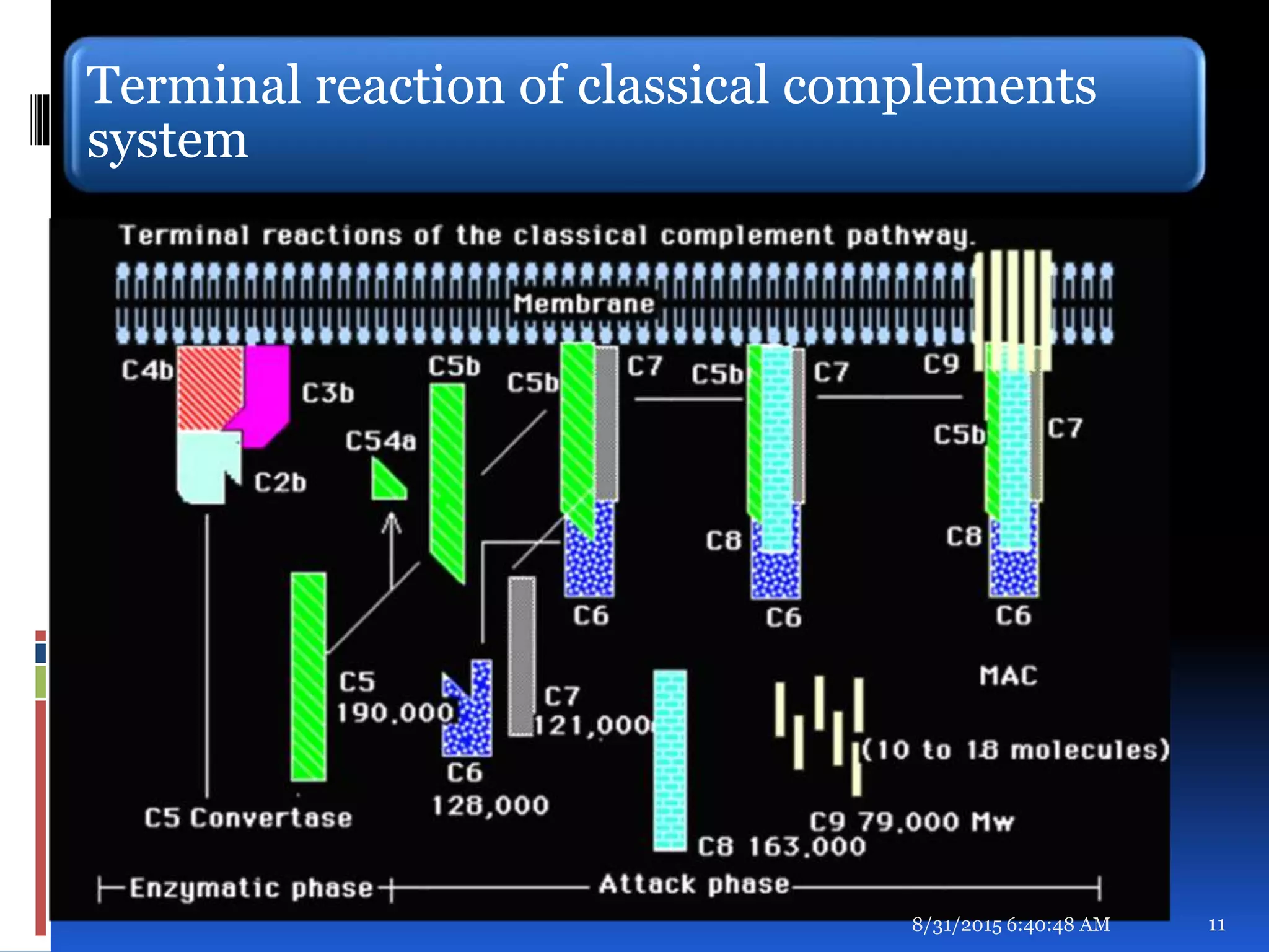 Terminal reaction of classical complements
system
8/31/2015 6:40:48 AM 11
 
