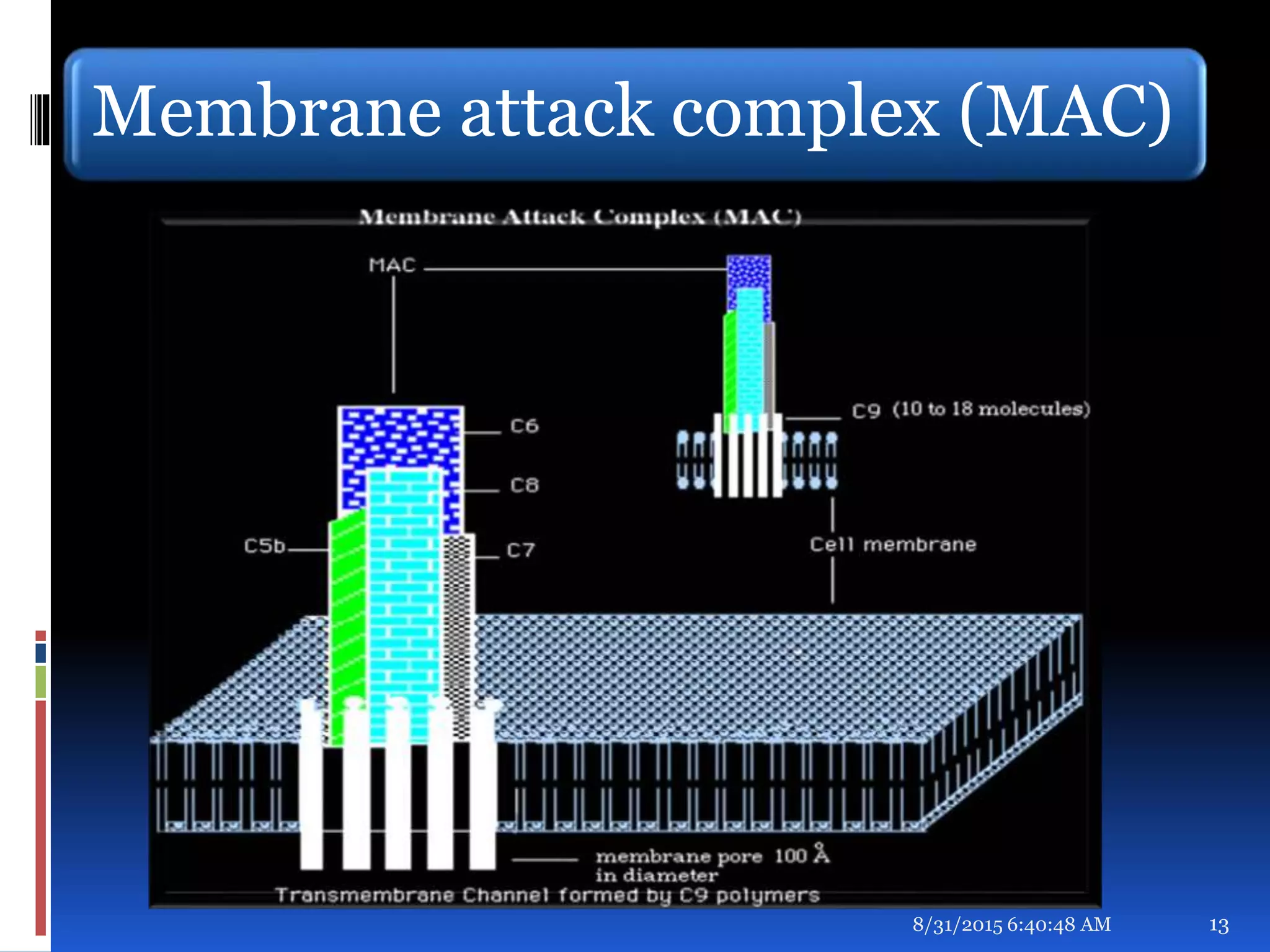 Membrane attack complex (MAC)
8/31/2015 6:40:48 AM 13
 