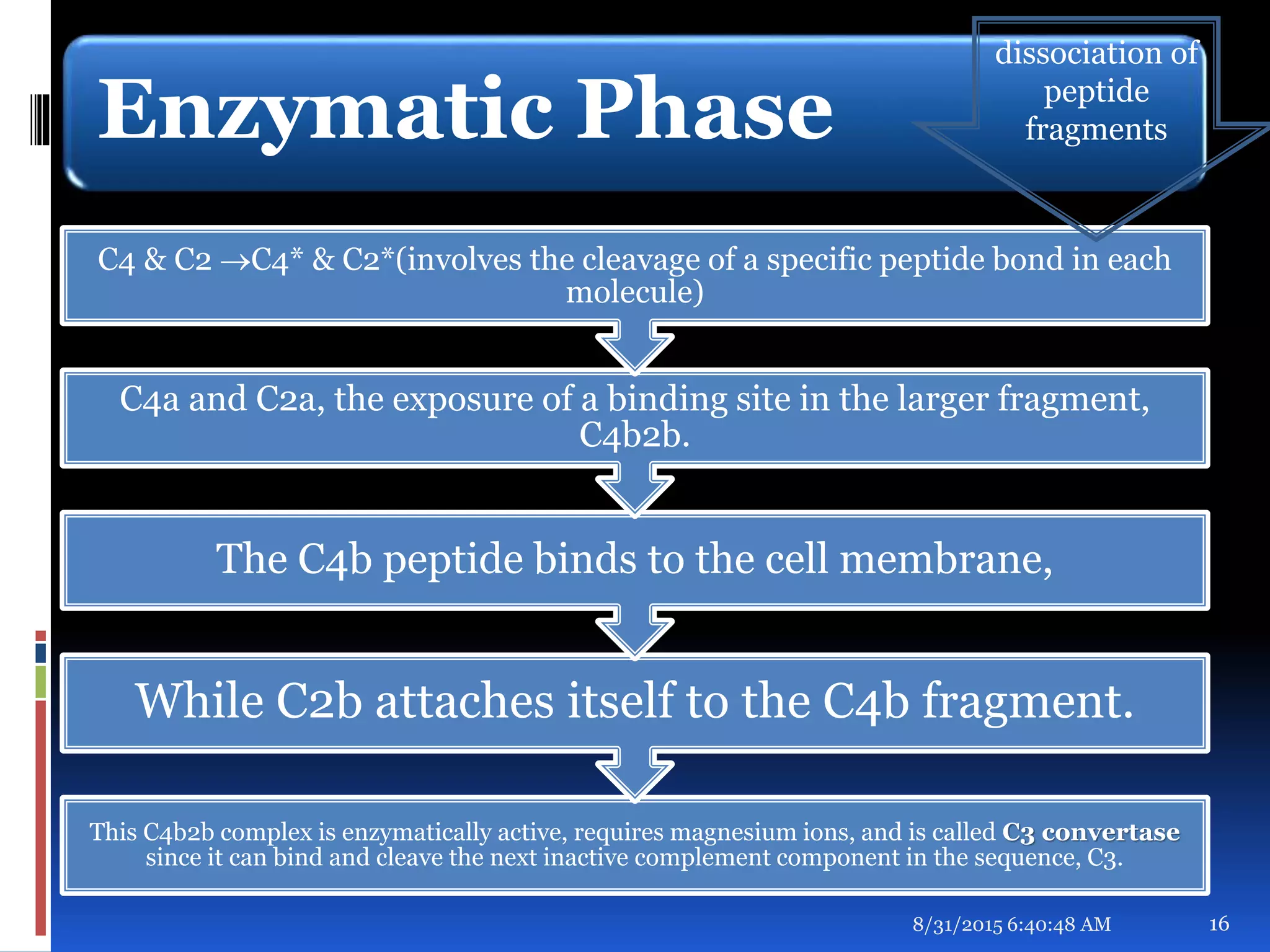 Enzymatic Phase
This C4b2b complex is enzymatically active, requires magnesium ions, and is called C3 convertase
since it can bind and cleave the next inactive complement component in the sequence, C3.
While C2b attaches itself to the C4b fragment.
The C4b peptide binds to the cell membrane,
C4a and C2a, the exposure of a binding site in the larger fragment,
C4b2b.
C4 & C2 C4* & C2*(involves the cleavage of a specific peptide bond in each
molecule)
8/31/2015 6:40:48 AM 16
dissociation of
peptide
fragments
 