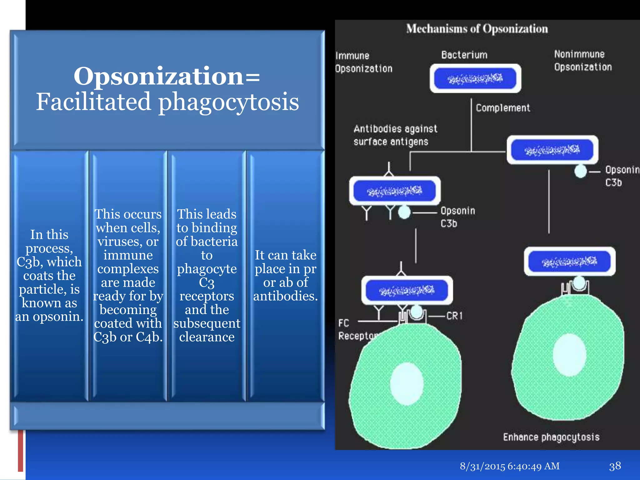 8/31/2015 6:40:49 AM 38
Opsonization=
Facilitated phagocytosis
In this
process,
C3b, which
coats the
particle, is
known as
an opsonin.
This occurs
when cells,
viruses, or
immune
complexes
are made
ready for by
becoming
coated with
C3b or C4b.
This leads
to binding
of bacteria
to
phagocyte
C3
receptors
and the
subsequent
clearance
It can take
place in pr
or ab of
antibodies.
 