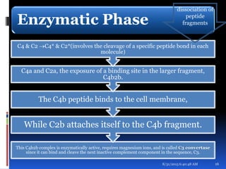 Enzymatic Phase
This C4b2b complex is enzymatically active, requires magnesium ions, and is called C3 convertase
since it can bind and cleave the next inactive complement component in the sequence, C3.
While C2b attaches itself to the C4b fragment.
The C4b peptide binds to the cell membrane,
C4a and C2a, the exposure of a binding site in the larger fragment,
C4b2b.
C4 & C2 C4* & C2*(involves the cleavage of a specific peptide bond in each
molecule)
8/31/2015 6:40:48 AM 16
dissociation of
peptide
fragments
 