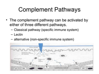 Complement System | PPT
