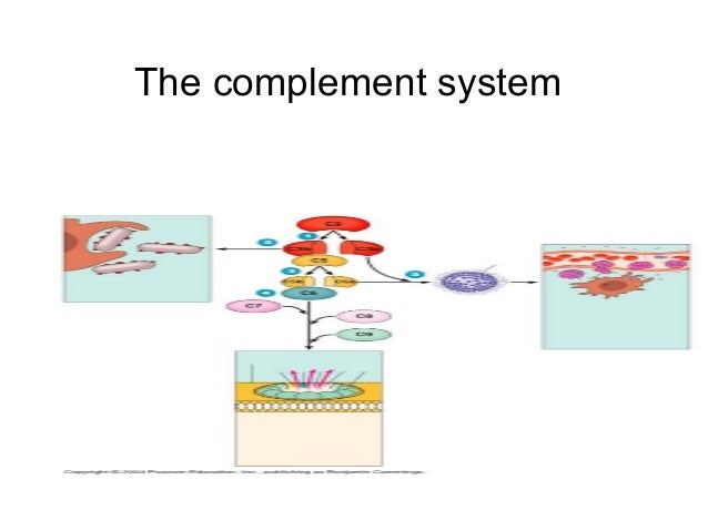 Complement System
