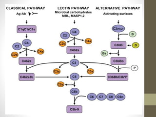 Complement system | PPT