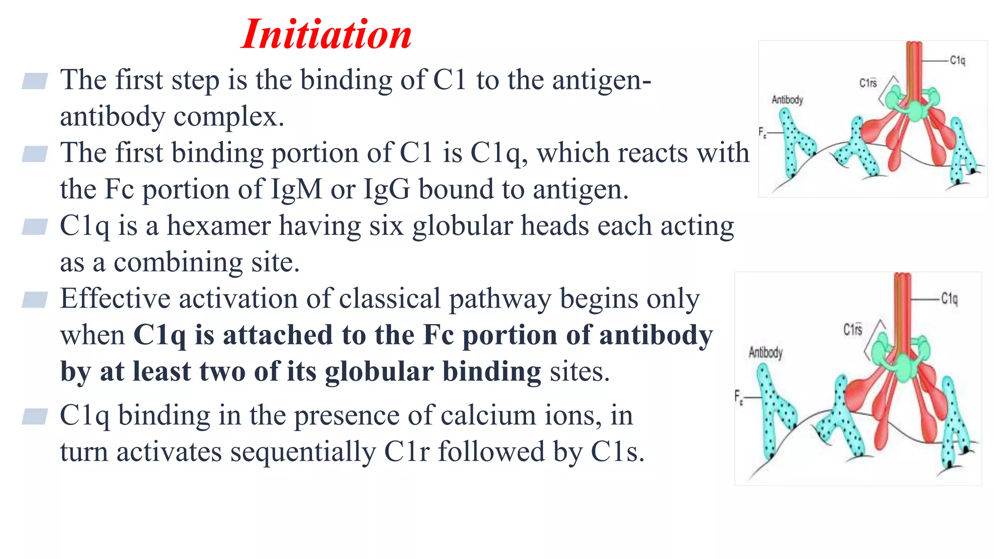 Initiation
11
▰ The first step is the binding of C1 to the antigen-
antibody complex.
▰ The first binding portion of C1 is C1q, which reacts with
the Fc portion of IgM or IgG bound to antigen.
▰ C1q is a hexamer having six globular heads each acting
as a combining site.
▰ Effective activation of classical pathway begins only
when C1q is attached to the Fc portion of antibody
by at least two of its globular binding sites.
▰ C1q binding in the presence of calcium ions, in
turn activates sequentially C1r followed by C1s.
 