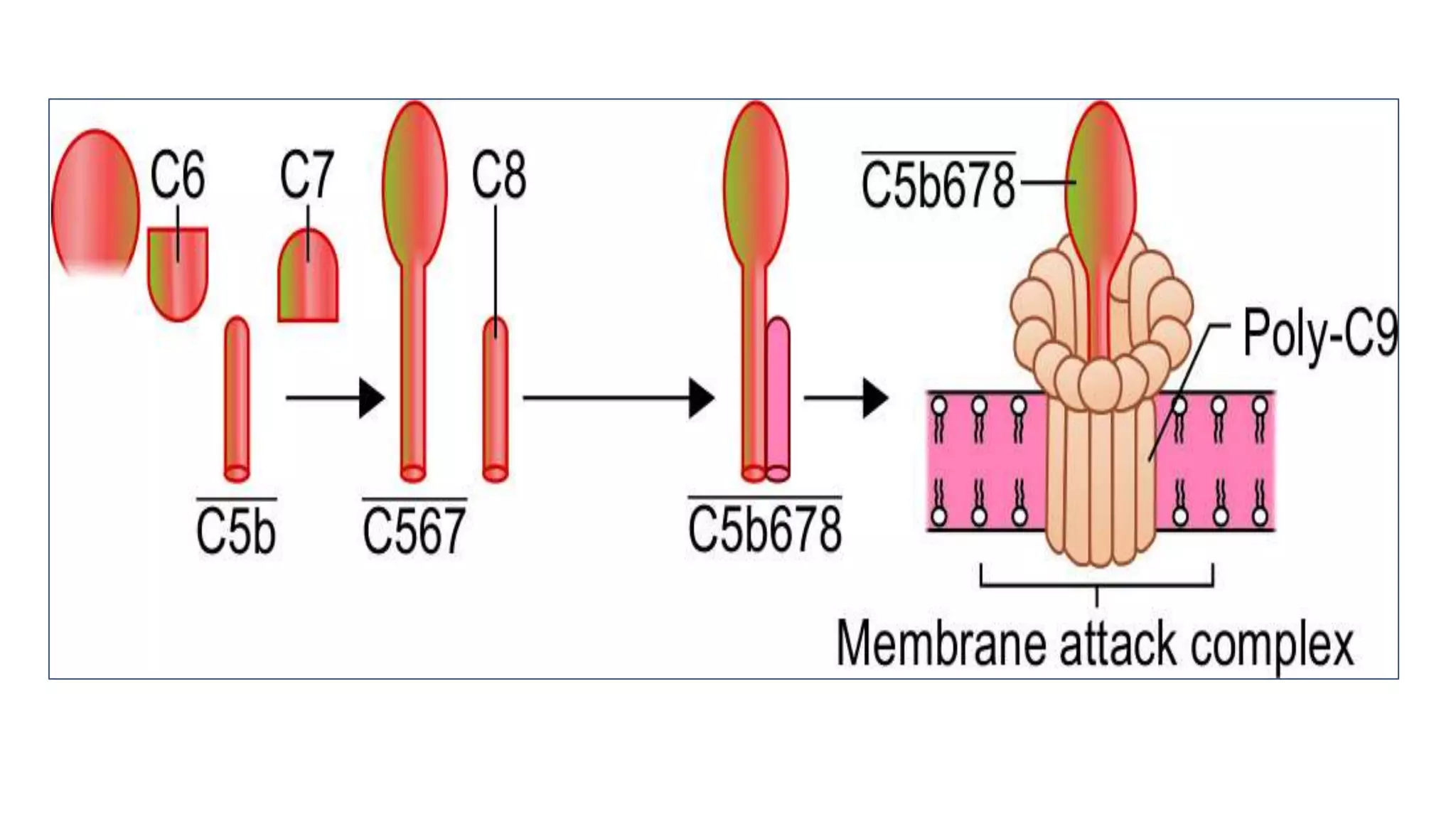 Formation of Membrane Attack Complex
(Cont..)
16
 