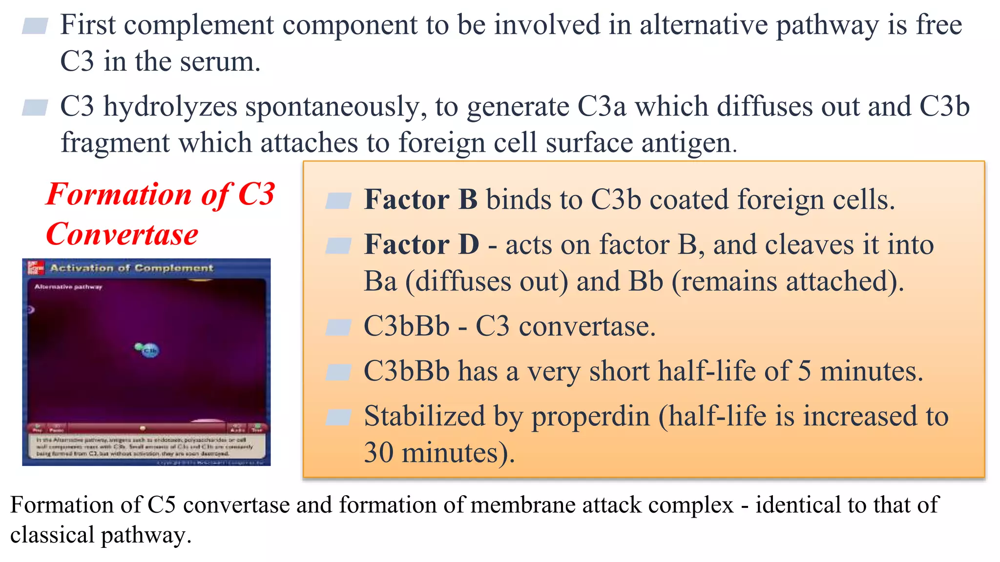 20
▰ First complement component to be involved in alternative pathway is free
C3 in the serum.
▰ C3 hydrolyzes spontaneously, to generate C3a which diffuses out and C3b
fragment which attaches to foreign cell surface antigen.
▰ Factor B binds to C3b coated foreign cells.
▰ Factor D - acts on factor B, and cleaves it into
Ba (diffuses out) and Bb (remains attached).
▰ C3bBb - C3 convertase.
▰ C3bBb has a very short half-life of 5 minutes.
▰ Stabilized by properdin (half-life is increased to
30 minutes).
Formation of C3
Convertase
Formation of C5 convertase and formation of membrane attack complex - identical to that of
classical pathway.
 