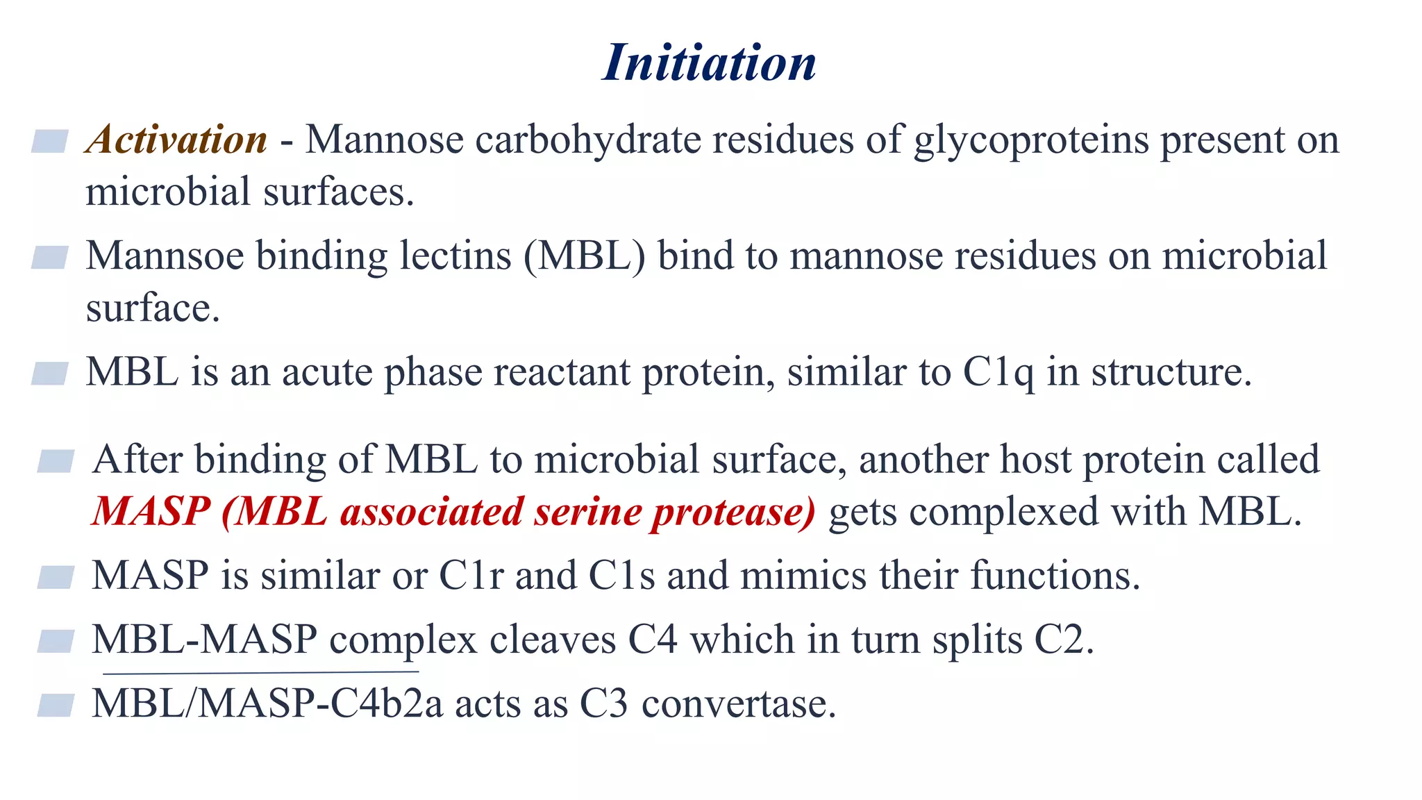 Initiation
23
▰ Activation - Mannose carbohydrate residues of glycoproteins present on
microbial surfaces.
▰ Mannsoe binding lectins (MBL) bind to mannose residues on microbial
surface.
▰ MBL is an acute phase reactant protein, similar to C1q in structure.
▰ After binding of MBL to microbial surface, another host protein called
MASP (MBL associated serine protease) gets complexed with MBL.
▰ MASP is similar or C1r and C1s and mimics their functions.
▰ MBL-MASP complex cleaves C4 which in turn splits C2.
▰ MBL/MASP-C4b2a acts as C3 convertase.
 