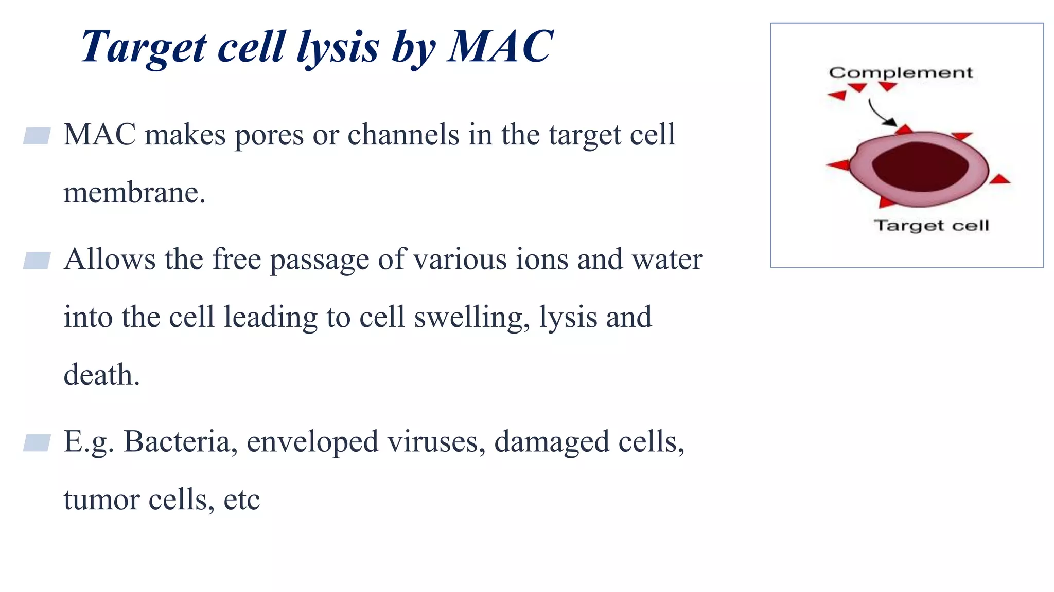 Target cell lysis by MAC
27
▰ MAC makes pores or channels in the target cell
membrane.
▰ Allows the free passage of various ions and water
into the cell leading to cell swelling, lysis and
death.
▰ E.g. Bacteria, enveloped viruses, damaged cells,
tumor cells, etc
 