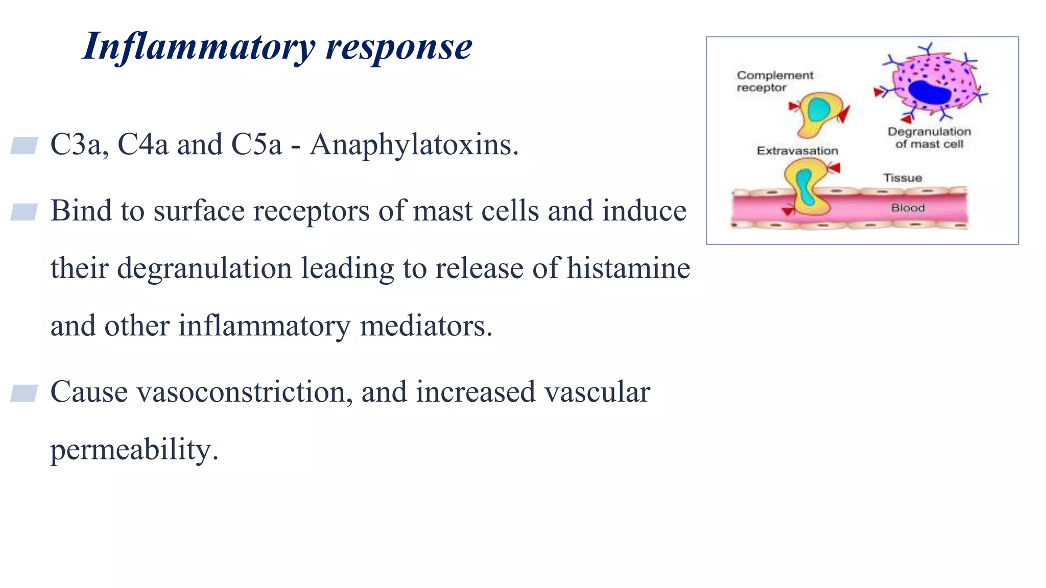Inflammatory response
28
▰ C3a, C4a and C5a - Anaphylatoxins.
▰ Bind to surface receptors of mast cells and induce
their degranulation leading to release of histamine
and other inflammatory mediators.
▰ Cause vasoconstriction, and increased vascular
permeability.
 