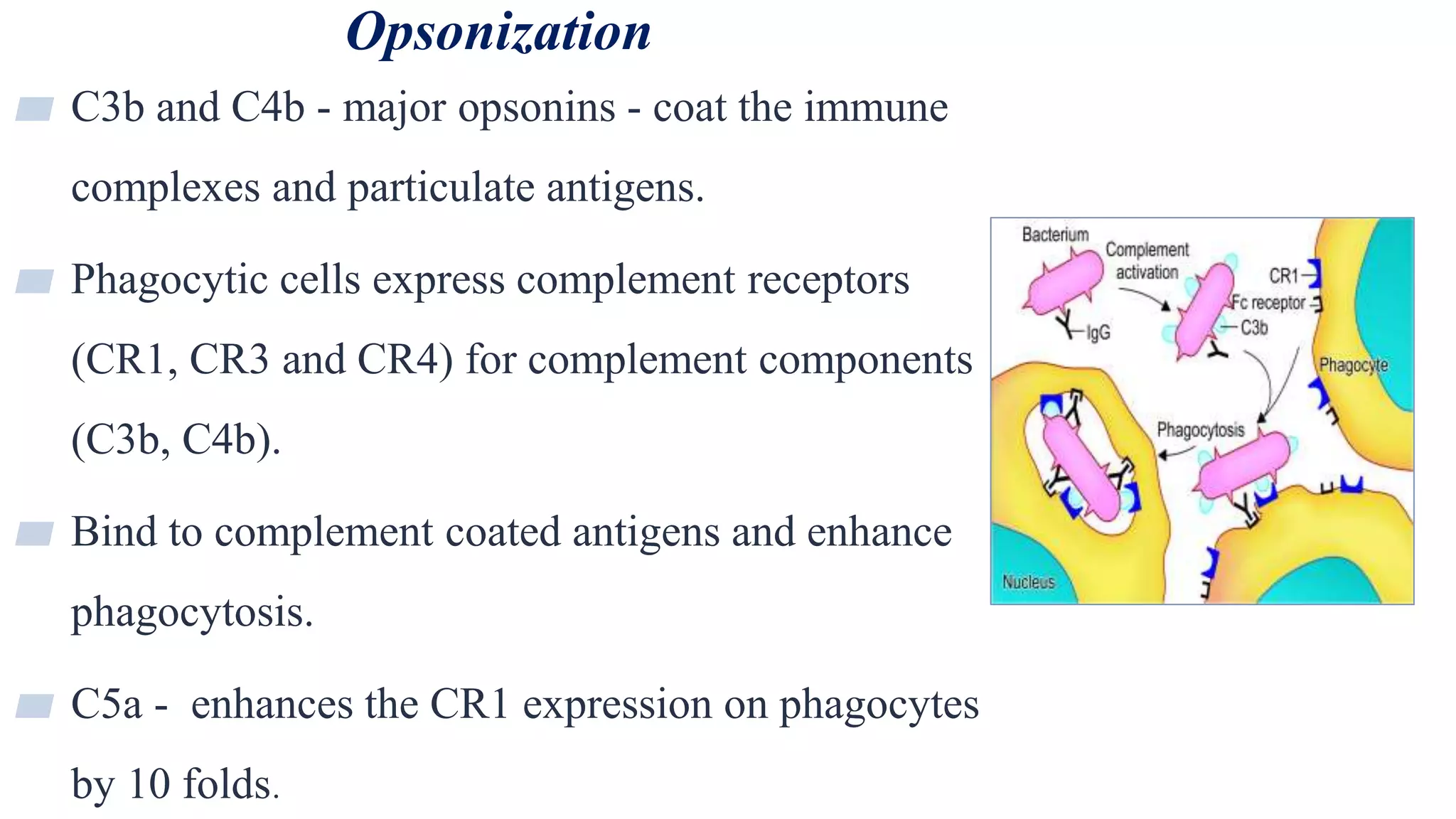 Opsonization
29
▰ C3b and C4b - major opsonins - coat the immune
complexes and particulate antigens.
▰ Phagocytic cells express complement receptors
(CR1, CR3 and CR4) for complement components
(C3b, C4b).
▰ Bind to complement coated antigens and enhance
phagocytosis.
▰ C5a - enhances the CR1 expression on phagocytes
by 10 folds.
 