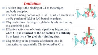 Initiation
11
▰ The first step is the binding of C1 to the antigen-
antibody complex.
▰ The first binding portion of C1 is C1q, which reacts with
the Fc portion of IgM or IgG bound to antigen.
▰ C1q is a hexamer having six globular heads each acting
as a combining site.
▰ Effective activation of classical pathway begins only
when C1q is attached to the Fc portion of antibody
by at least two of its globular binding sites.
▰ C1q binding in the presence of calcium ions, in
turn activates sequentially C1r followed by C1s.
 