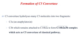 Formation of C5 Convertase
13
▰ C3 convertase hydrolyses many C3 molecules into two fragments:
 C3a (an anaphylatoxin)
 C3b which remains attached to C14b2a to form C14b2a3b complex
which acts as C5 convertase of classical pathway.
 