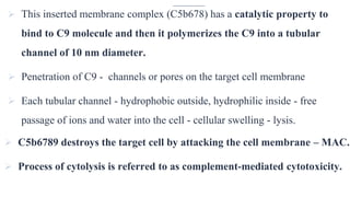 15
 This inserted membrane complex (C5b678) has a catalytic property to
bind to C9 molecule and then it polymerizes the C9 into a tubular
channel of 10 nm diameter.
 Penetration of C9 - channels or pores on the target cell membrane
 Each tubular channel - hydrophobic outside, hydrophilic inside - free
passage of ions and water into the cell - cellular swelling - lysis.
 C5b6789 destroys the target cell by attacking the cell membrane – MAC.
 Process of cytolysis is referred to as complement-mediated cytotoxicity.
 