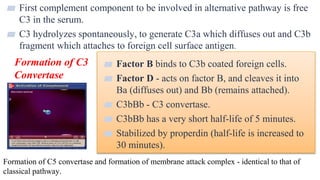 20
▰ First complement component to be involved in alternative pathway is free
C3 in the serum.
▰ C3 hydrolyzes spontaneously, to generate C3a which diffuses out and C3b
fragment which attaches to foreign cell surface antigen.
▰ Factor B binds to C3b coated foreign cells.
▰ Factor D - acts on factor B, and cleaves it into
Ba (diffuses out) and Bb (remains attached).
▰ C3bBb - C3 convertase.
▰ C3bBb has a very short half-life of 5 minutes.
▰ Stabilized by properdin (half-life is increased to
30 minutes).
Formation of C3
Convertase
Formation of C5 convertase and formation of membrane attack complex - identical to that of
classical pathway.
 