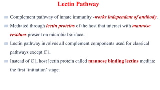Lectin Pathway
22
▰ Complement pathway of innate immunity -works independent of antibody.
▰ Mediated through lectin proteins of the host that interact with mannose
residues present on microbial surface.
▰ Lectin pathway involves all complement components used for classical
pathways except C1.
▰ Instead of C1, host lectin protein called mannose binding lectins mediate
the first ‘initiation’ stage.
 