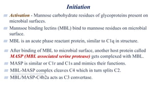 Initiation
23
▰ Activation - Mannose carbohydrate residues of glycoproteins present on
microbial surfaces.
▰ Mannsoe binding lectins (MBL) bind to mannose residues on microbial
surface.
▰ MBL is an acute phase reactant protein, similar to C1q in structure.
▰ After binding of MBL to microbial surface, another host protein called
MASP (MBL associated serine protease) gets complexed with MBL.
▰ MASP is similar or C1r and C1s and mimics their functions.
▰ MBL-MASP complex cleaves C4 which in turn splits C2.
▰ MBL/MASP-C4b2a acts as C3 convertase.
 