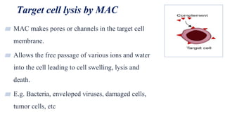 Target cell lysis by MAC
27
▰ MAC makes pores or channels in the target cell
membrane.
▰ Allows the free passage of various ions and water
into the cell leading to cell swelling, lysis and
death.
▰ E.g. Bacteria, enveloped viruses, damaged cells,
tumor cells, etc
 