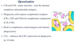 Opsonization
29
▰ C3b and C4b - major opsonins - coat the immune
complexes and particulate antigens.
▰ Phagocytic cells express complement receptors
(CR1, CR3 and CR4) for complement components
(C3b, C4b).
▰ Bind to complement coated antigens and enhance
phagocytosis.
▰ C5a - enhances the CR1 expression on phagocytes
by 10 folds.
 