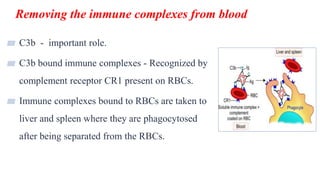 Removing the immune complexes from blood
30
▰ C3b - important role.
▰ C3b bound immune complexes - Recognized by
complement receptor CR1 present on RBCs.
▰ Immune complexes bound to RBCs are taken to
liver and spleen where they are phagocytosed
after being separated from the RBCs.
 