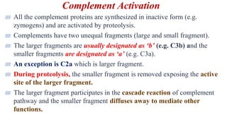 Complement Activation
6
▰ All the complement proteins are synthesized in inactive form (e.g.
zymogens) and are activated by proteolysis.
▰ Complements have two unequal fragments (large and small fragment).
▰ The larger fragments are usually designated as ‘b’ (e.g. C3b) and the
smaller fragments are designated as ‘a’ (e.g. C3a).
▰ An exception is C2a which is larger fragment.
▰ During proteolysis, the smaller fragment is removed exposing the active
site of the larger fragment.
▰ The larger fragment participates in the cascade reaction of complement
pathway and the smaller fragment diffuses away to mediate other
functions.
 