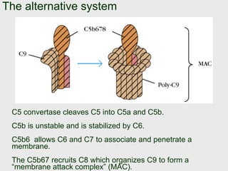The alternative system
• Finally….
–C3a and C5a are
–CHEMOATTRACTANTS!
Think of the multiple dimensions of this system whi...