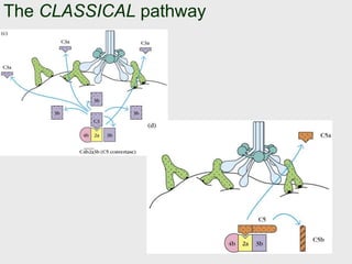 The CLASSICAL pathway
 